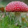 Мухомор